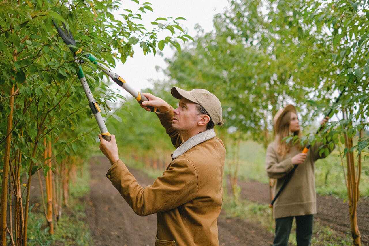 Best Tree Clearing Services  in Dandridge, TN